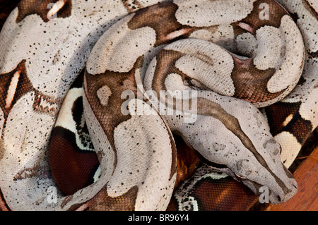 Junge Red Tailed Boa Constrictor aus Surinam Stockfoto