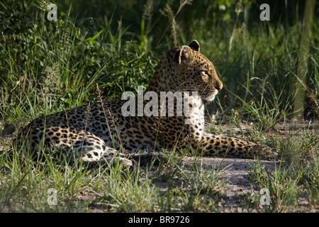 Ein Leopard - Panthera Pardus - späte Nachmittagssonne in größere Kruger National Park im Sabi Sand genießen Stockfoto