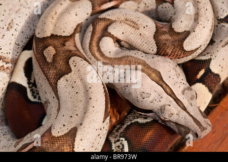 Junge Red Tailed Boa Constrictor aus Surinam Stockfoto