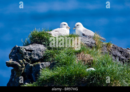 Nördlichen Eissturmvögel bewachen ein Nest. Snaefellsness Halbinsel in West-Island. Stockfoto