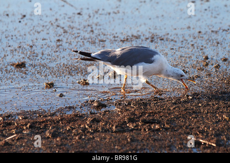 Möwe, die Fütterung auf Sole fliegen Stockfoto