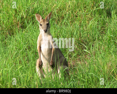 Eine Agile Wallaby (Macropus Agilis) stehen in hohe Gräser am Fogg Dam Conservation Reserve, Northern Territory, Australien. Stockfoto