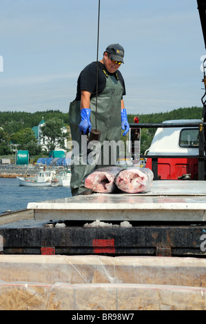 UN-be-Schwertfisch aus dem Hannah Boden Fischerboot aus dem Discovery Channel zeigen, Schwerter Life On The Line Stockfoto