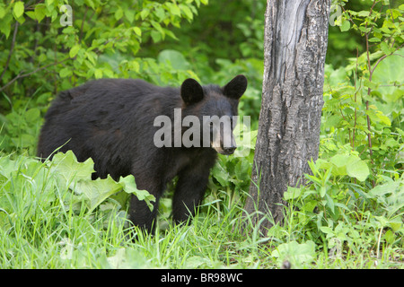 Schwarzbär Ursus Americanus kleine Cub stehen unter einem Baum am Rande eines Waldes Stockfoto