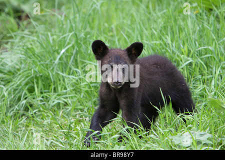 Schwarzbär Ursus Americanus kleine Jungtier zu Fuß langen Gras am Rande eines Waldes Stockfoto