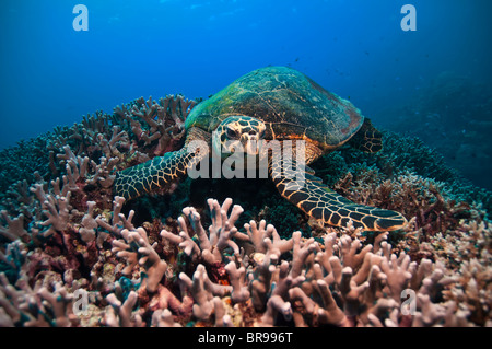 Grüne Schildkröte, Great Barrier Reef. Australien Stockfoto