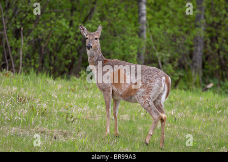 Weiß - angebundene Rotwild Odocoileus Virginianus stehen am Rande eines Waldes mit Blickkontakt Stockfoto