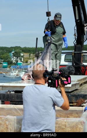 UN-be-Schwertfisch aus dem Hannah Boden Fischerboot aus dem Discovery Channel zeigen, Schwerter Life On The Line Stockfoto