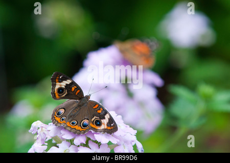 Gemeinsamen Buckeye (Iunonia Coenia) Schmetterling Stockfoto