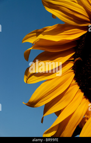 Sonnenblumen vor blauem Himmel Stockfoto