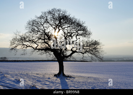 Hinterleuchtete Eiche Baum im Winter mit Schnee auf dem Boden und den Cleveland Hills in den North York Moors National Park hinter Stockfoto