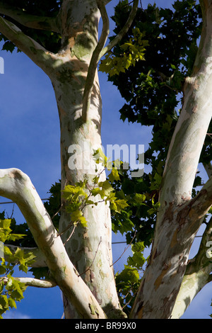 Baum mit weißen Rinde im Bayou La Batre, Alabama, USA Stockfoto