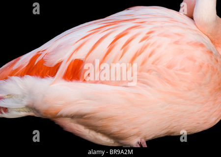 Der Körper des chilenischen Flamingos (Phoenicopterus Chilensis) Stockfoto
