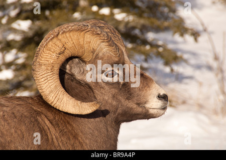 Dickhornschaf Ovis Canadensis, im Schnee, Banff Nationalpark, Alberta, Kanada Stockfoto