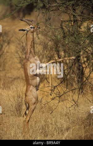 Afrika, Kenia, Samburu Nationalpark. Eine männliche Gerenuk Salden auf den Hinterbeinen beim Dehnen für zarte Akazie in Blätter Stockfoto
