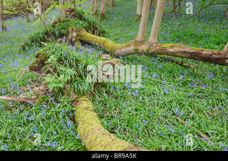 Bluebell, Endymion nicht-Scriptus, Blüte im Wald und auf Esche, Kent, England. Stockfoto