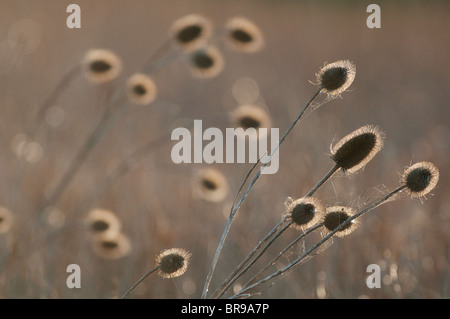 Gemeinsamen Karde Dipsacus Fullonum, Seedheads bei Sonnenuntergang, Isle of Sheppey in Kent, winter Stockfoto