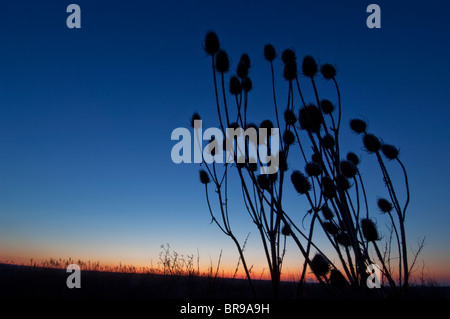 Gemeinsamen Karde Dipsacus Fullonum, Seedheads bei Sonnenuntergang, Isle of Sheppey in Kent, winter Stockfoto