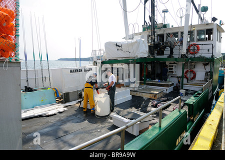 Hannah Boden Swordfish Boot In Bay Bulls, Neufundland aus laden sie zu fangen, Kapitän Linda Greenlaw Stockfoto