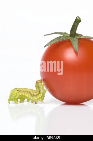 Kleine grüne Raupe auf Cherry-Tomate Klettern versucht; Kohl Motte Larve (Mamestra Brassicae) Stockfoto