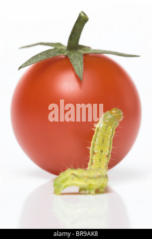 Kleine grüne Raupe auf Cherry-Tomate Klettern versucht; Kohl Motte Larve (Mamestra Brassicae) Stockfoto