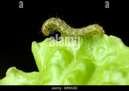 Kohl Motte Larve (Mamestra Brassicae) auf Kopfsalat Blatt - Pose Stockfoto