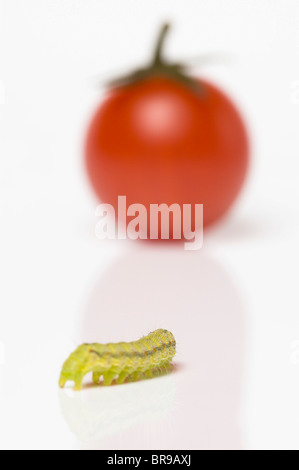 Raupe kriecht in Richtung Cherry-Tomate; Kohl Motte Larve (Mamestra Brassicae) Stockfoto