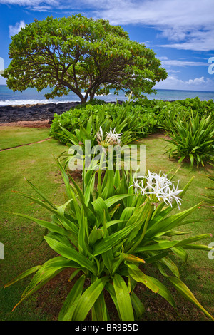 Kauai, HI Spider Lily (Hymenocallis Littoralis) in einem Ufer-Linie-Garten am Po'ipu Stockfoto