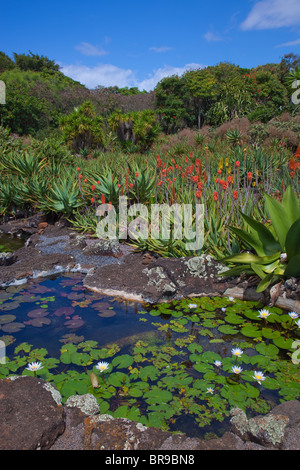 Kauai, HI Moir Garten-Teich-Detail, einen Garten in Po'ipu Stockfoto