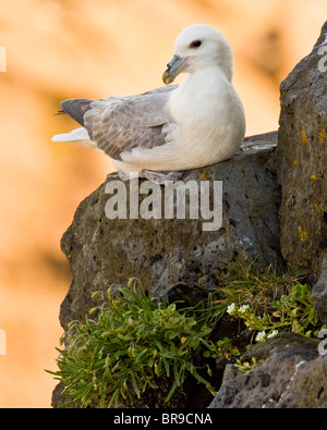 Nördlichen Fulmar bewacht eine Nest in Island. Snaefellsness Halbinsel. Stockfoto