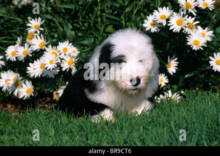 OLD ENGLISH SHEEPDOG WELPEN LIEGEN GRÄSER MIT GÄNSEBLÜMCHEN Stockfoto