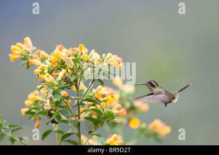 Gesprenkelter Kolibri (Adelomyia Melanogenys Maculata), Fütterung auf gelben Blüten. Stockfoto
