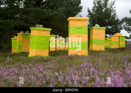 Bienenstöcke im August auf eine Aberdeenshire Heather Moorland dargelegt.  SCO 6652 Stockfoto