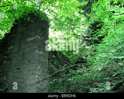 Ruinen von Wohnhaus - üppige Vegetation nach Regenschauer (in der Nähe von Dorf von Ascona) - Kanton Tessin - Schweiz Stockfoto