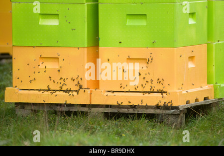 Bienenstöcke im August auf eine Aberdeenshire Heather Moorland dargelegt.  SCO 6655 Stockfoto