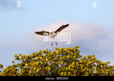 Great Blue Heron Landung in einem Baum in Belize Stockfoto