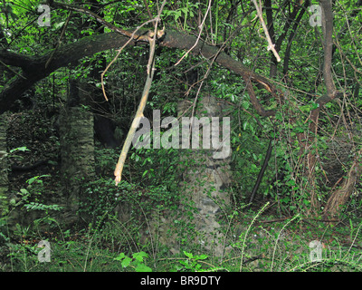 Ruinen von Wohnhaus - üppige Vegetation nach Regenschauer (in der Nähe von Dorf von Ascona) - Kanton Tessin - Schweiz Stockfoto