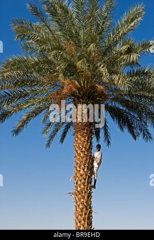 Junge klettern einer Dattelpalme in der Nähe von Banganarti Sudan. Stockfoto