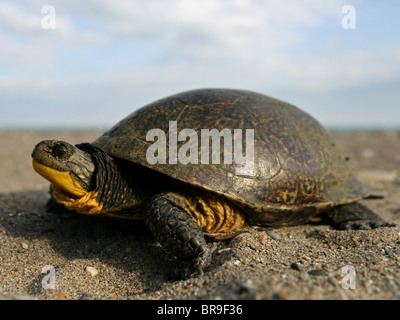 Weibliche Blanding Schildkröte (Emydoidea Blandingii) Stockfoto