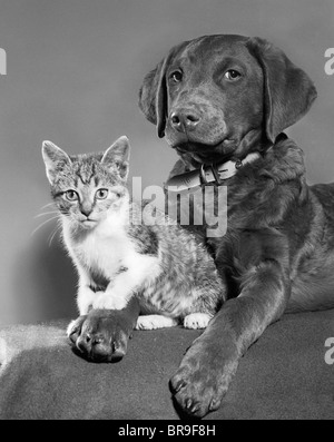 1950ER JAHRE PORTRAIT LAB MIX HUND LIEGEND MIT KÄTZCHEN SITZEN AUF PFOTE Stockfoto