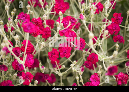 Lychnis Coronaria "Gärtner World Blych" Rose Campion Stockfoto