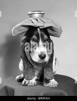 BASSET HOUND DOG MIT EIS PACKEN AUF KOPF Stockfoto