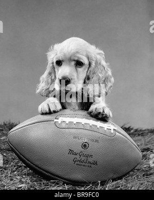 1960ER JAHREN COCKER SPANIEL WELPEN MIT FRONT PAW RUHT AUF AMERICAN FOOTBALL Stockfoto