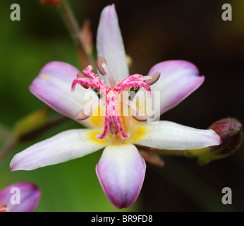 Kröte Lilie Blume Nahaufnahme Tricyrtis hirta Stockfoto