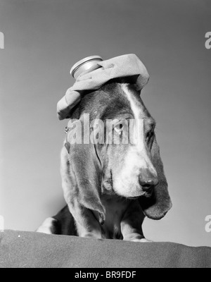 1960ER JAHREN BASSET HOUND MIT EISBEUTEL PACK OBEN AUF SEINEM KOPF KRANKEN HÄNGEN ÜBER KOPFSCHMERZEN Stockfoto