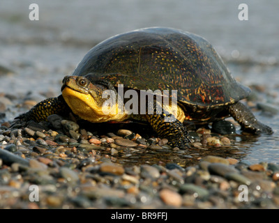 Weibliche Blanding Schildkröte (Emydoidea Blandingii) Stockfoto