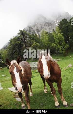 Wild Mountain Pferde in subalpinen Wald unter Els Encantats peak Sant Maurici Nationalpark Pyrenäen Spanien Stockfoto