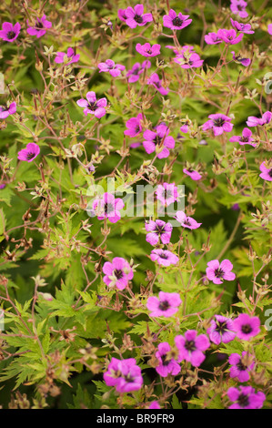 Geranium Psilostemon, armenischer Storchschnabel Stockfoto