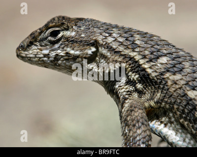 Western-Zaun-Eidechse (Sceloporus Occidentalis) in Los Osos, Kalifornien Stockfoto