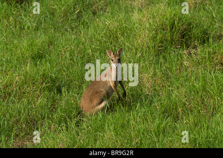 Eine Agile Wallaby (Macropus Agilis) stehen in hohe Gräser am Fogg Dam Conservation Reserve, Northern Territory, Australien. Stockfoto